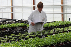 Bio-tests with growing media in the LUFA Nord-West greenhouse - © Hilko Eilers